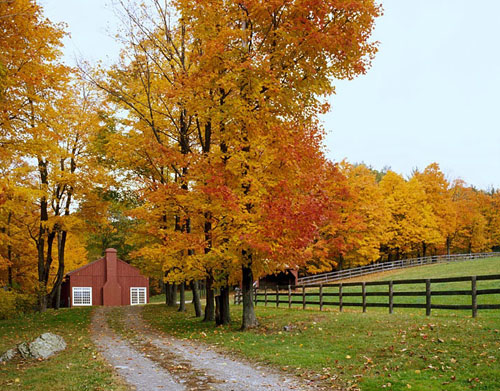 shelton mindel red barn